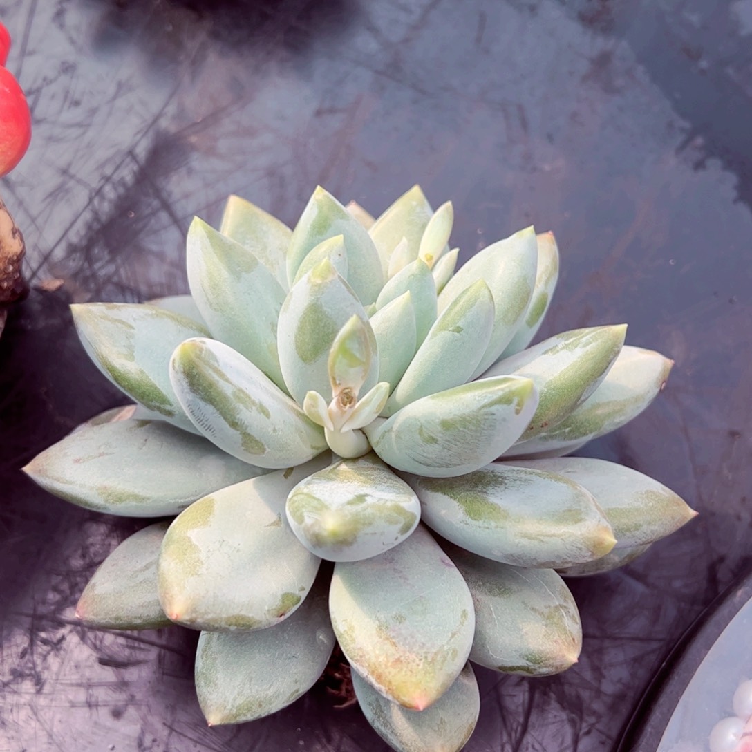 单头胖特海萍姐寄养