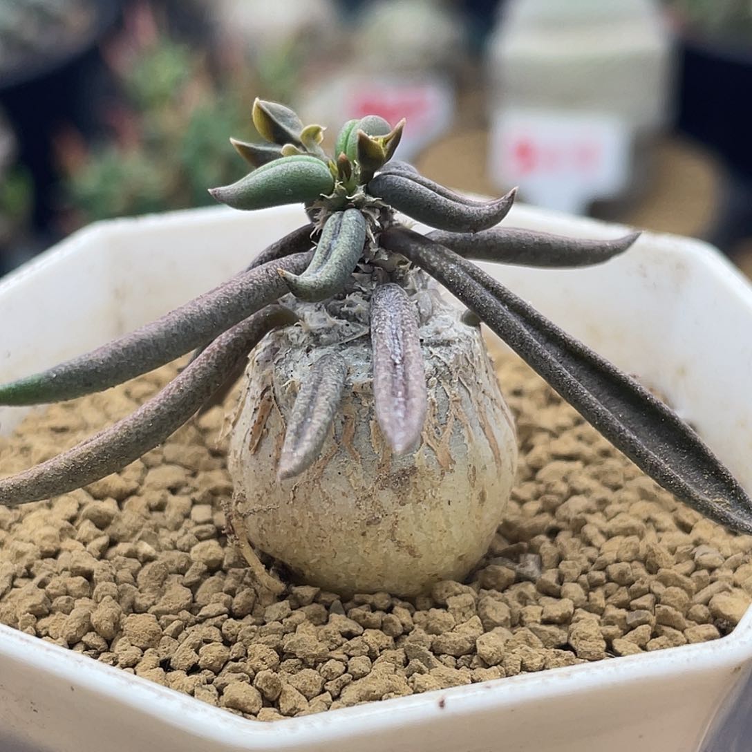 块根桐叶麒麟仙人球