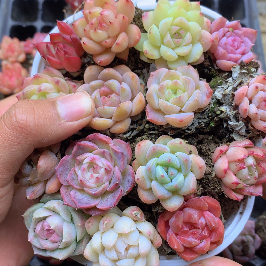 我要睡觉啦晚安了006