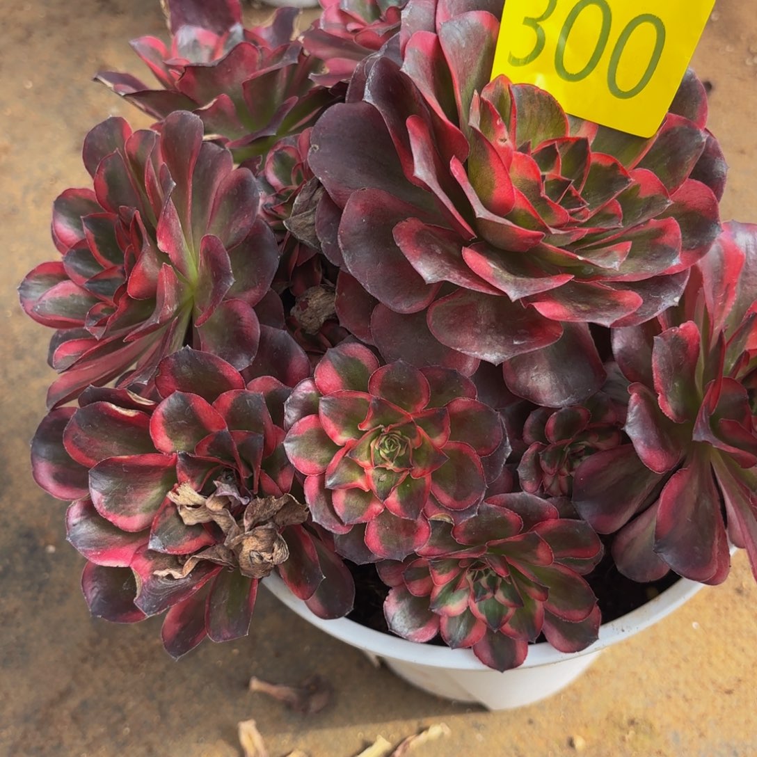 管***F哈哈多肉葡萄福利300