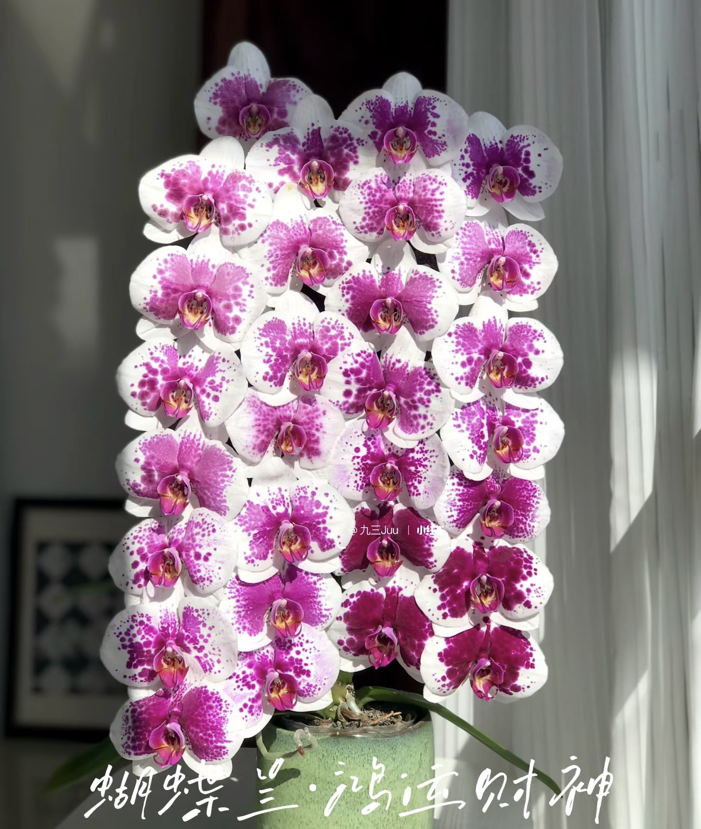 鸿运财神蝴蝶兰3.5加高成熟苗不带花出货