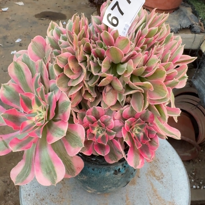 糖果女巫法师锦缀化677