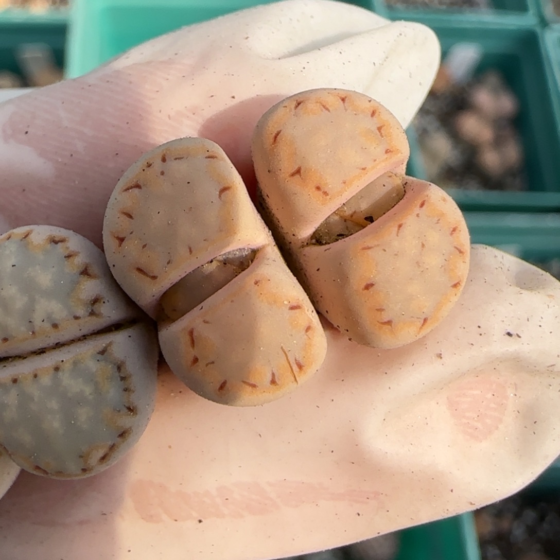 奇***林2。10。7013。饼干。5