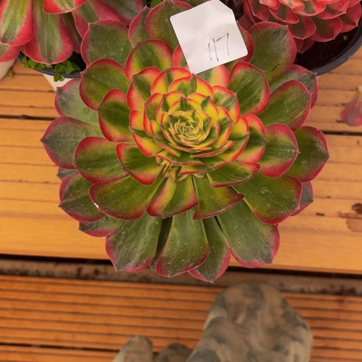 云南海王好看117号