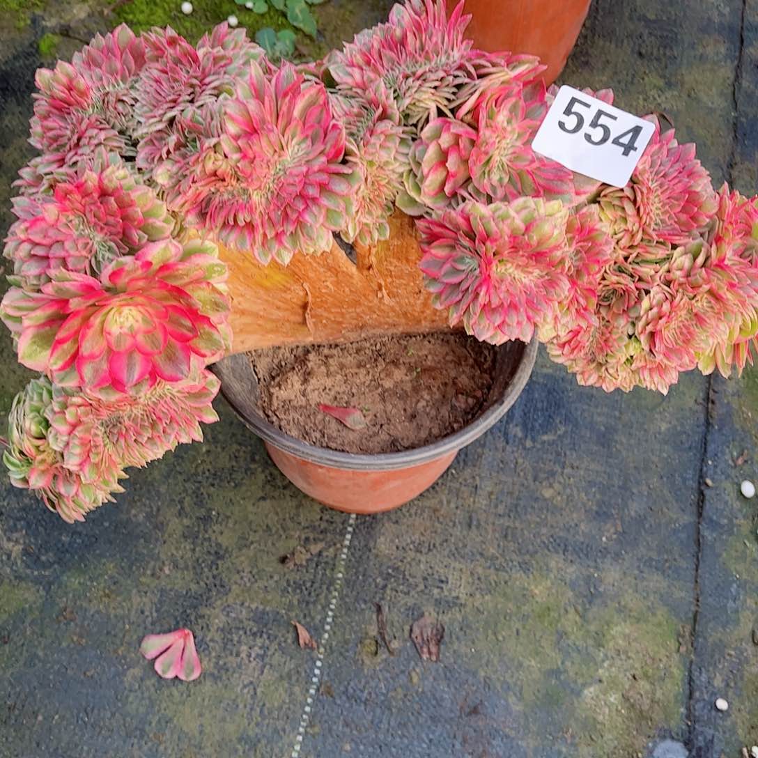无花朵平****：多肉植物554缀