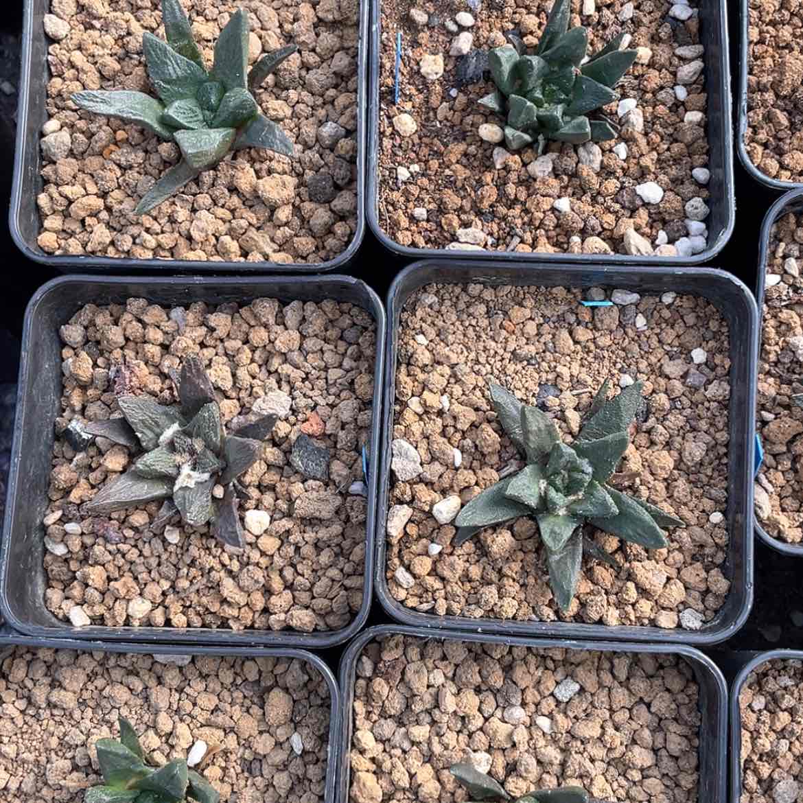 【闪购商品】实生龙角