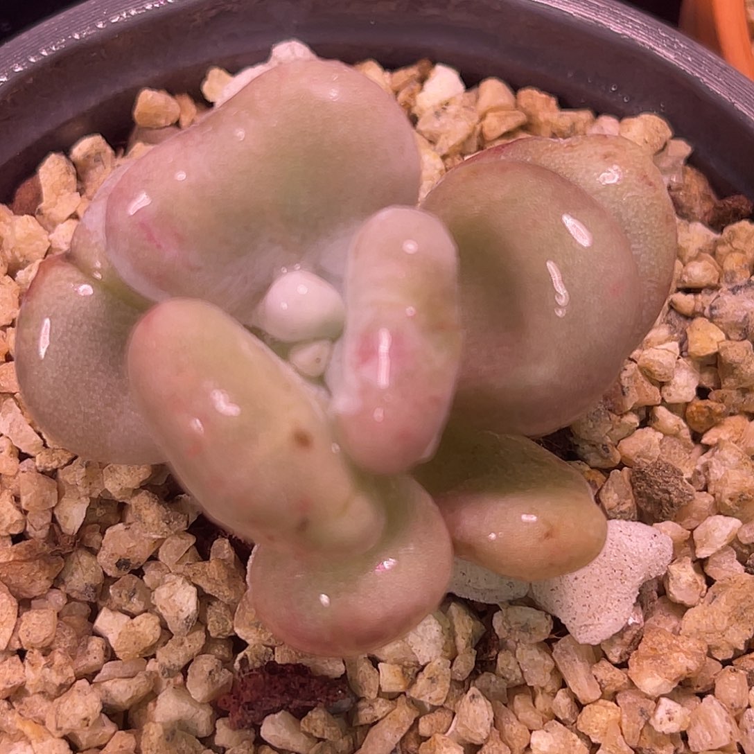 尚品园艺福利锦8457