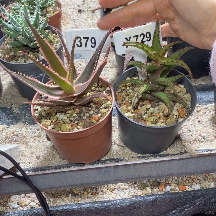 禁*。福利 2 颗如图芦荟！！！