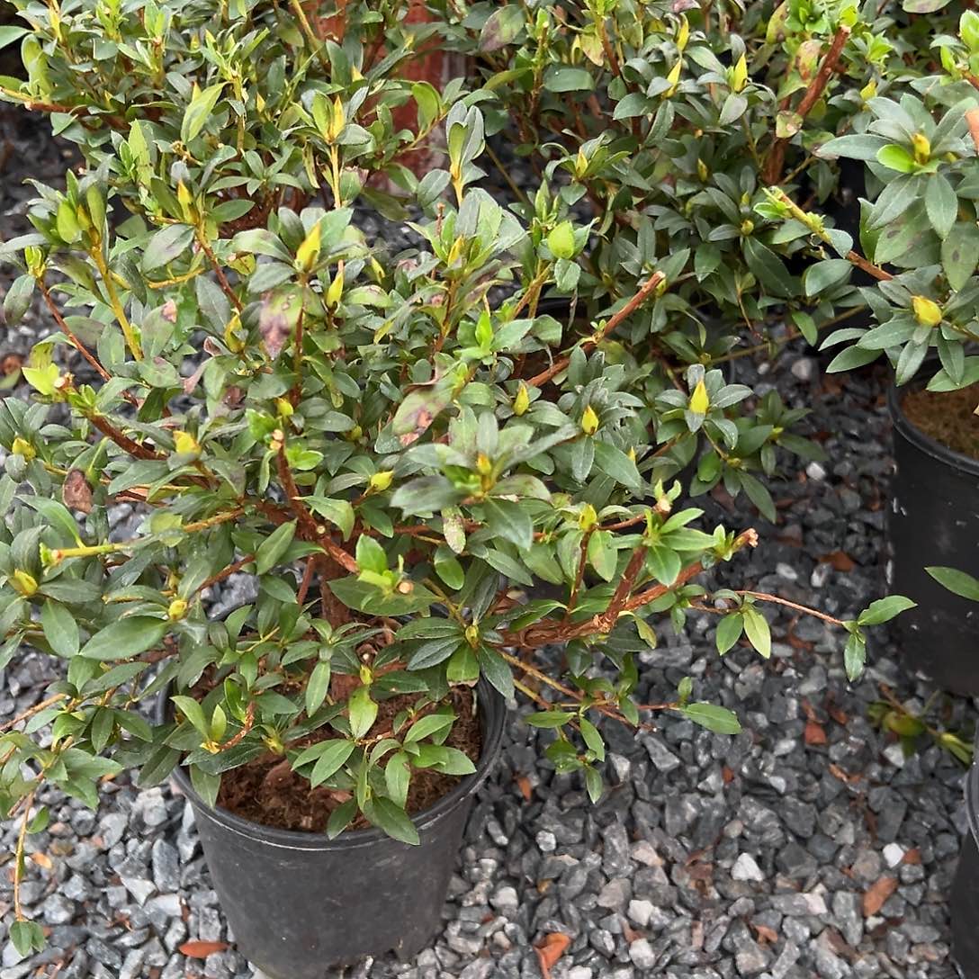 无花朵盆景皋月杜鹃八丈之舞