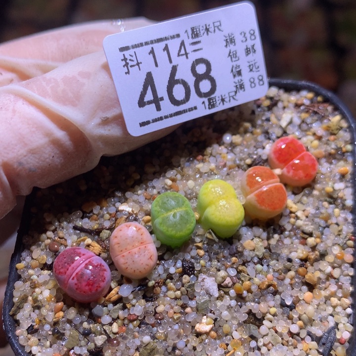 精品生石花114.468