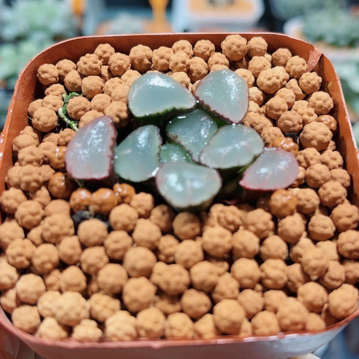 【闪购商品】紫镜万象