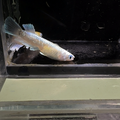 青鳉鱼一物一拍464