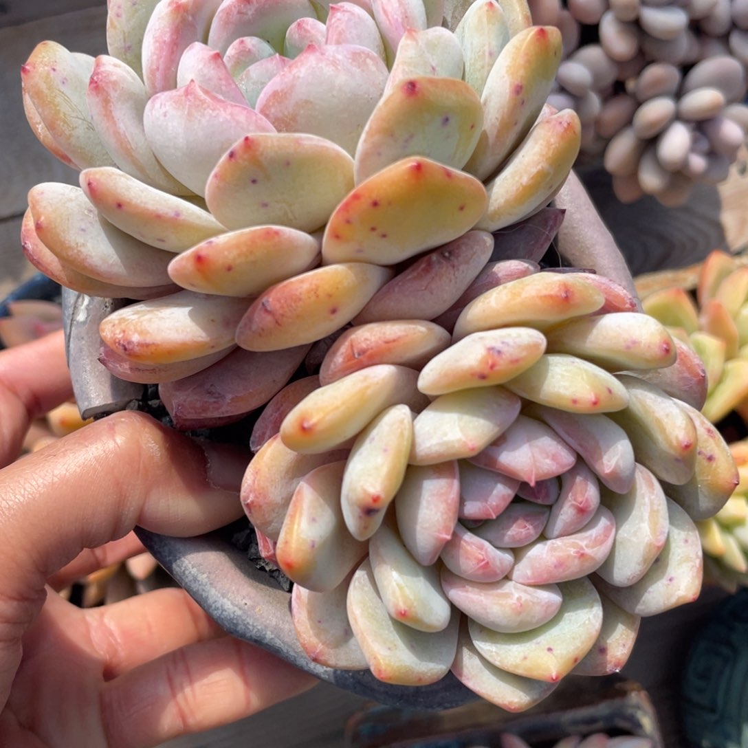 多肉植物多肉植物