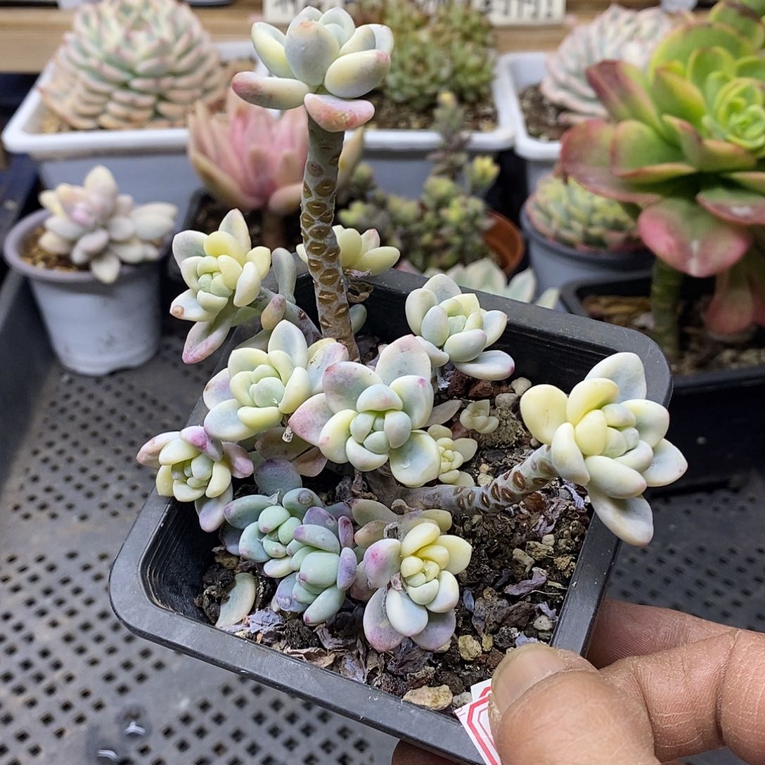 3094 老桩劳尔锦自然群 需延时发货