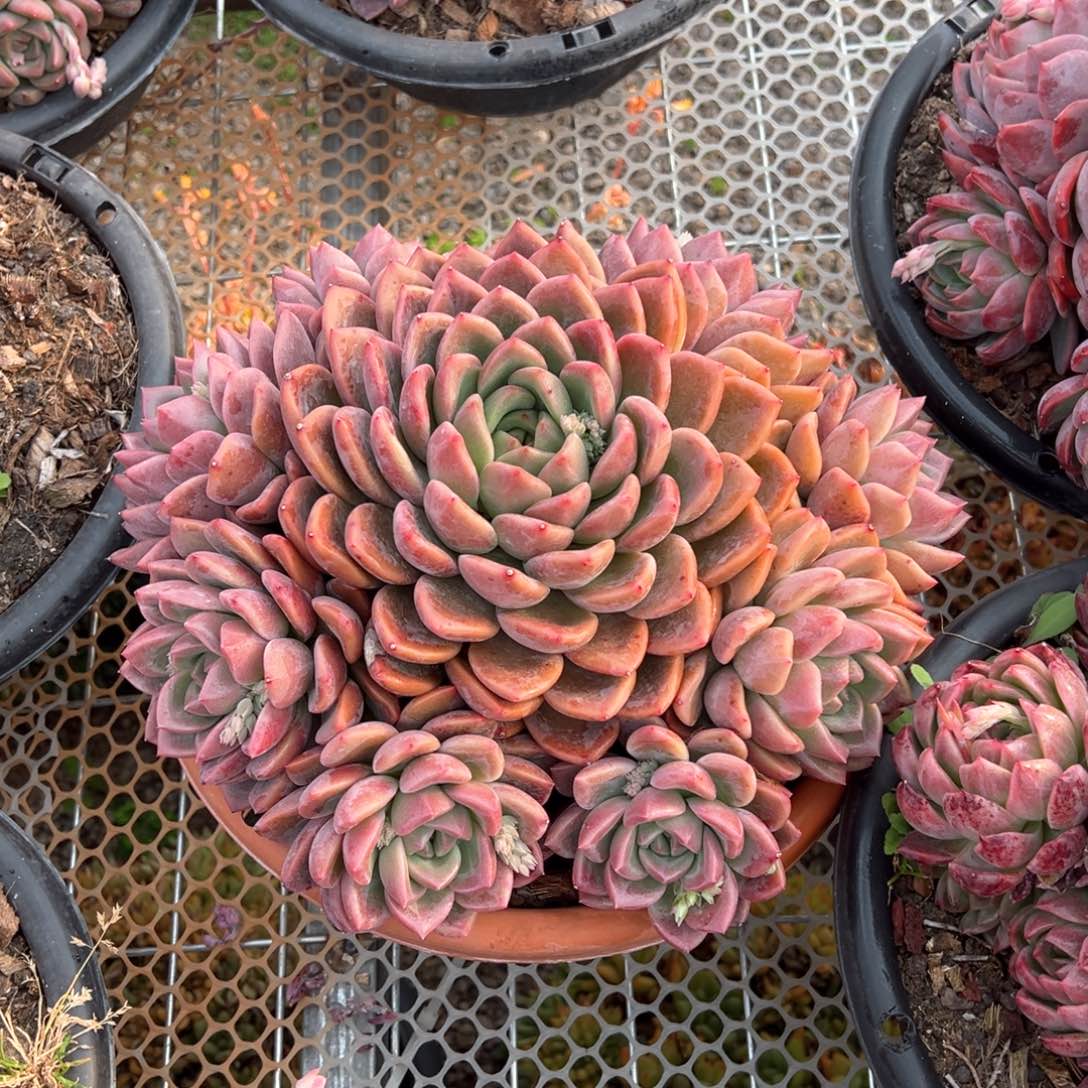 新品暗纹系大捧花多肉植物