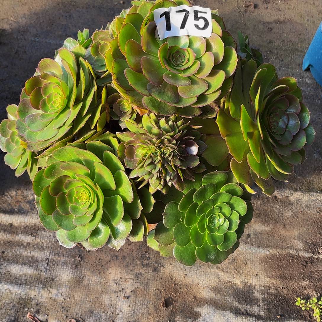 多肉法师175号万拉丝发货不包损