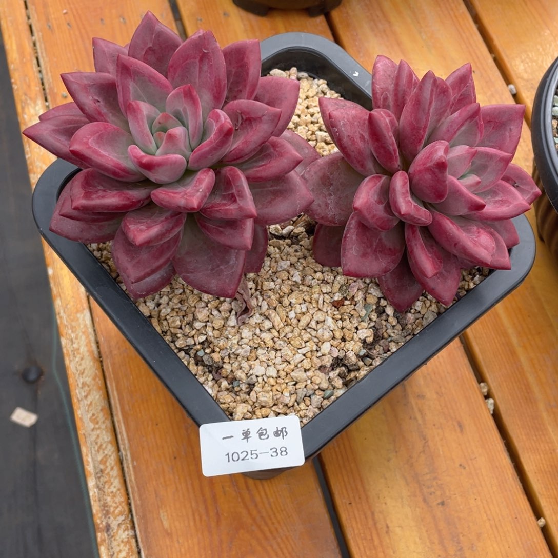 咖***?1025-38-赫菲，，。。，，