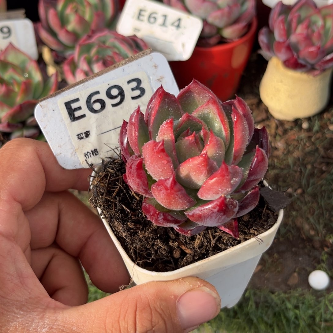 惊鸿一瞥693号多肉