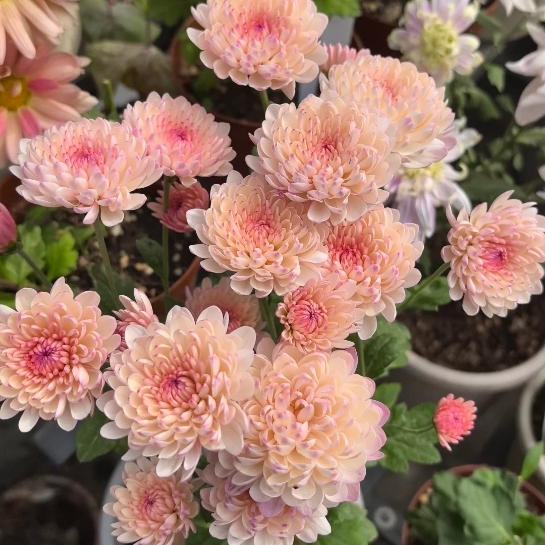 宝莲灯雏菊耐高温爆款菊花盆栽超长花期户外阳台绿植物花卉大全苗