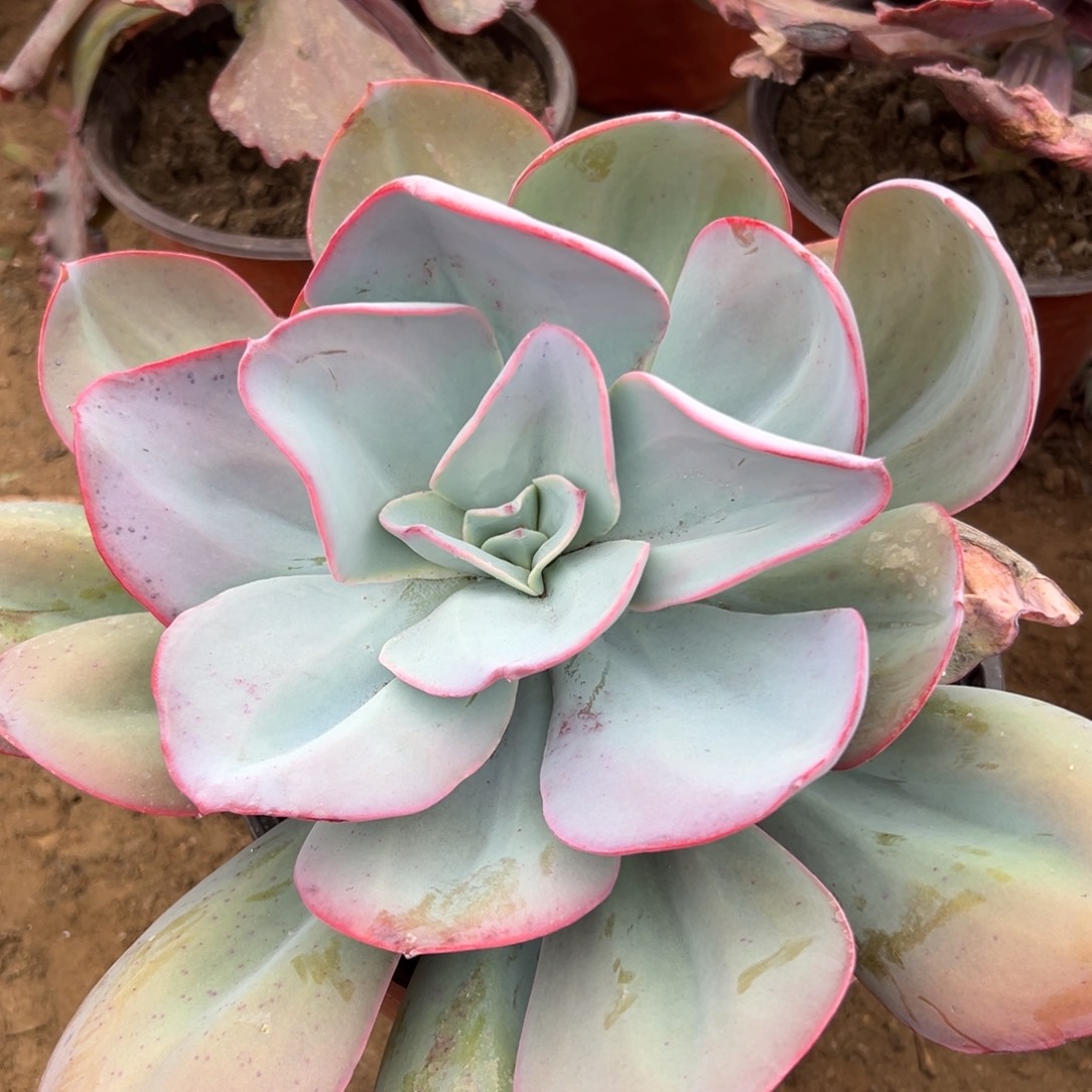 多肉植物大颗布鲁克林蓝