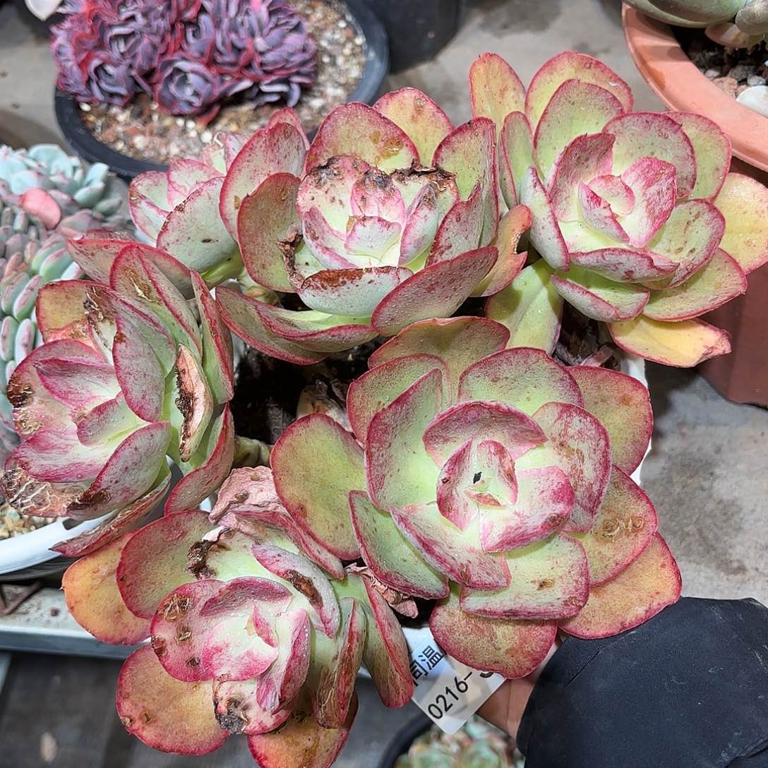 静*淘同温层多肉原始初吻367