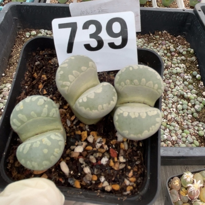 739大牙母本双头带盆