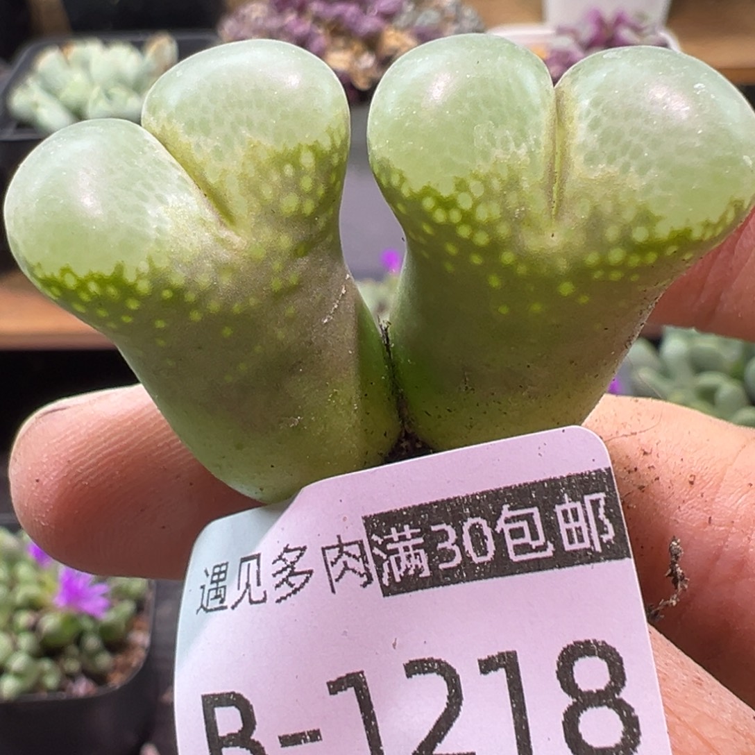 多肉植物11111111111