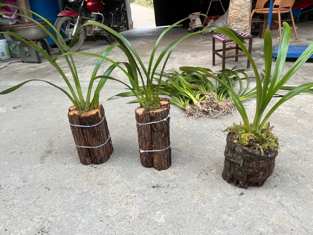 云南虎头兰，红嘴鸥，碧玉兰，红蝉兰