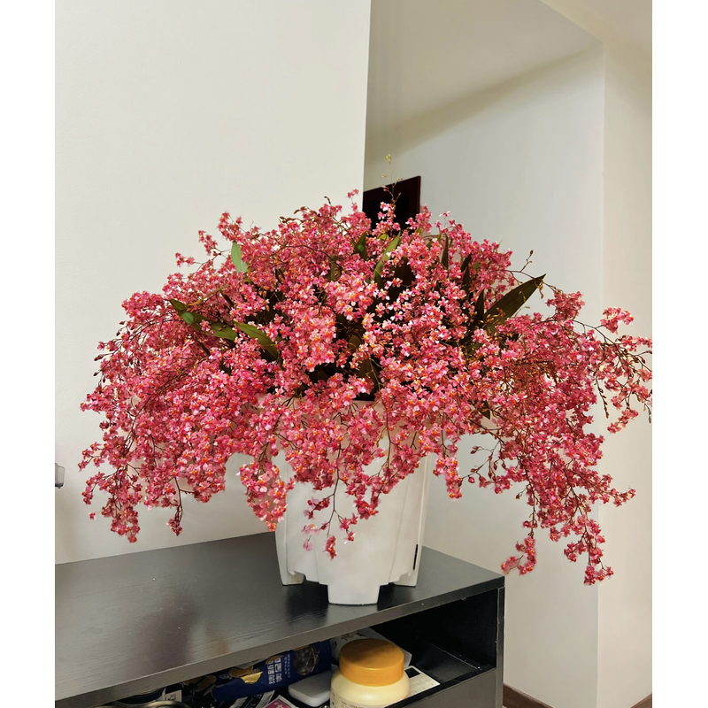 【源头优选老六】满堂红梦香兰/元旦预热 任意两单鲜花升级快递