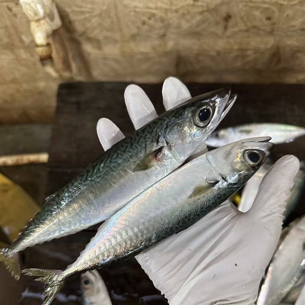 花仙广东汕尾野生照灯青花新鲜5斤省内包邮