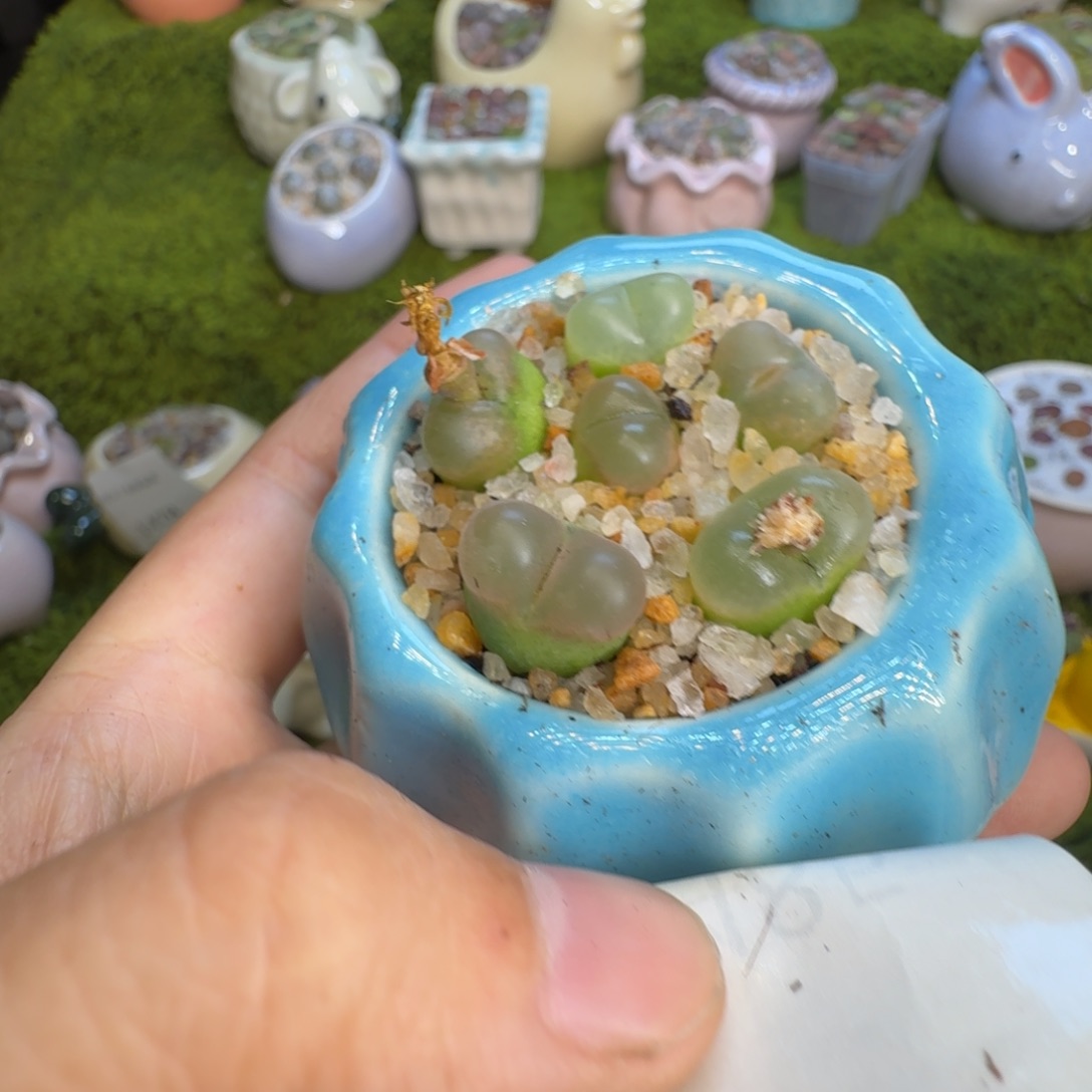 十***～多肉植物福利冲1485