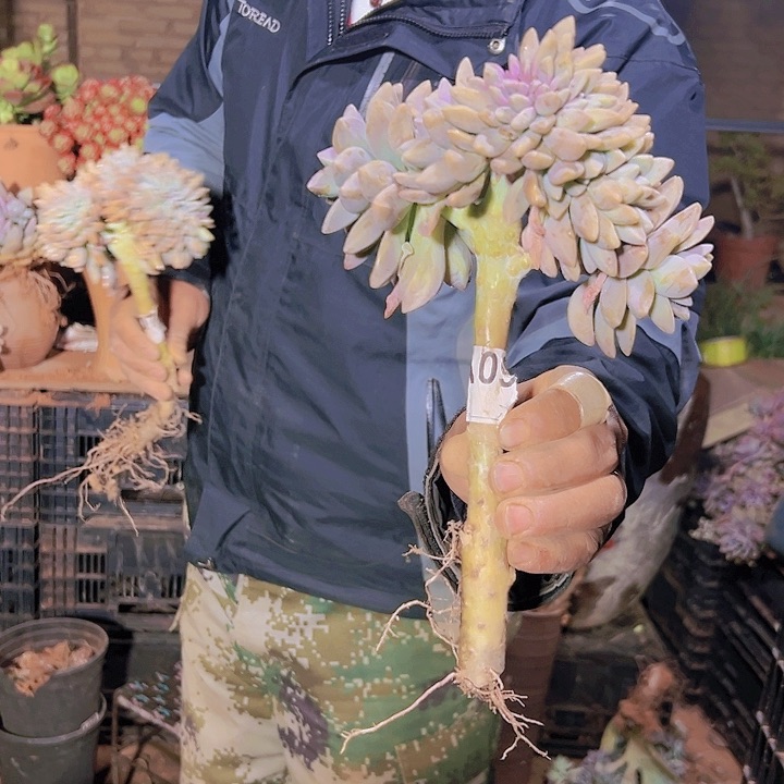 淡雪板子9 号 好养好看