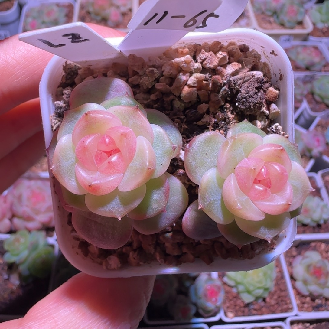 11-65福利甜心荔枝双头