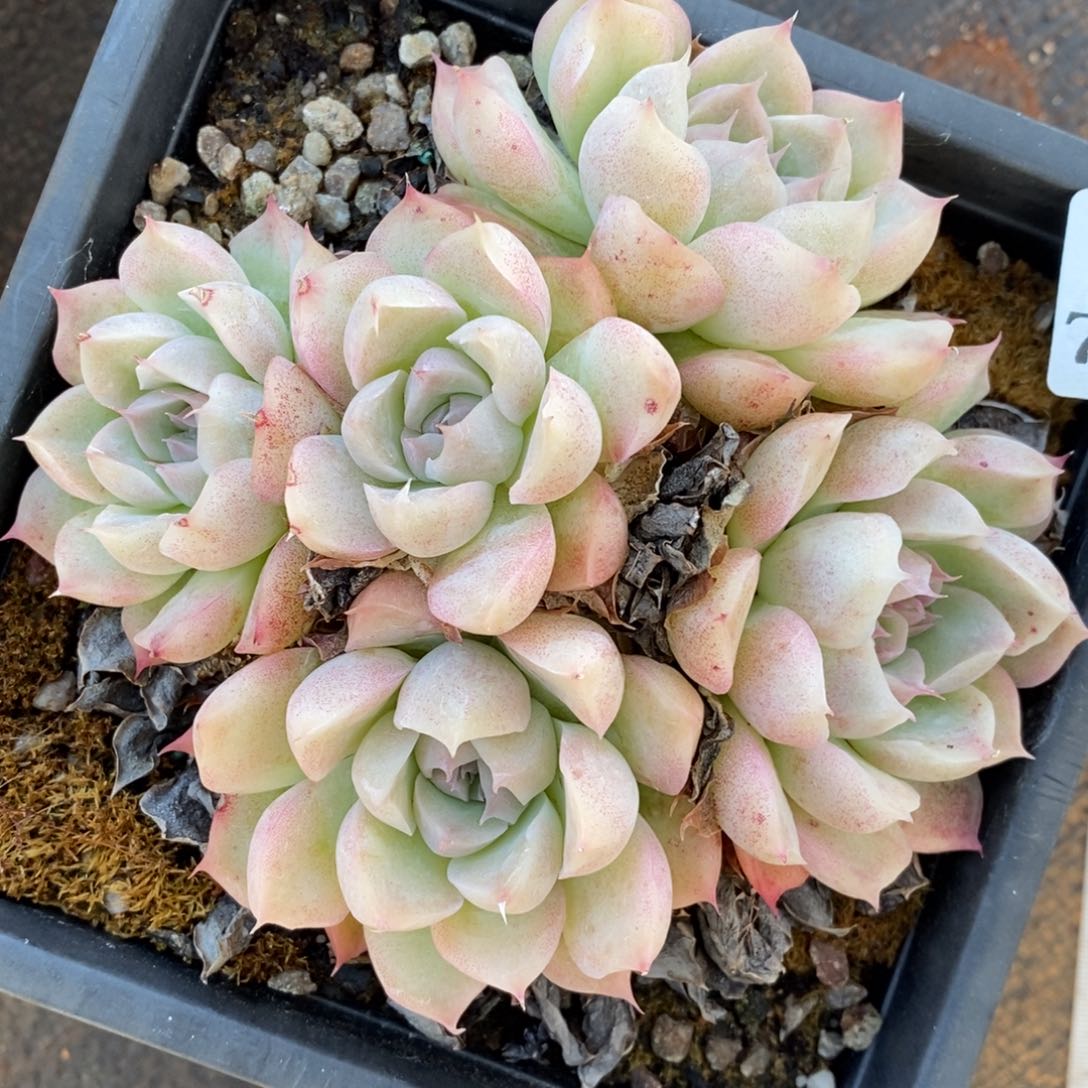 745杂交多肉老桩