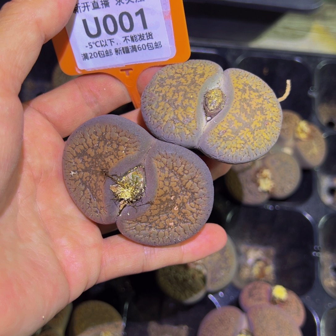 001 一物一拍，默认有伤，介意勿拍，不退不换