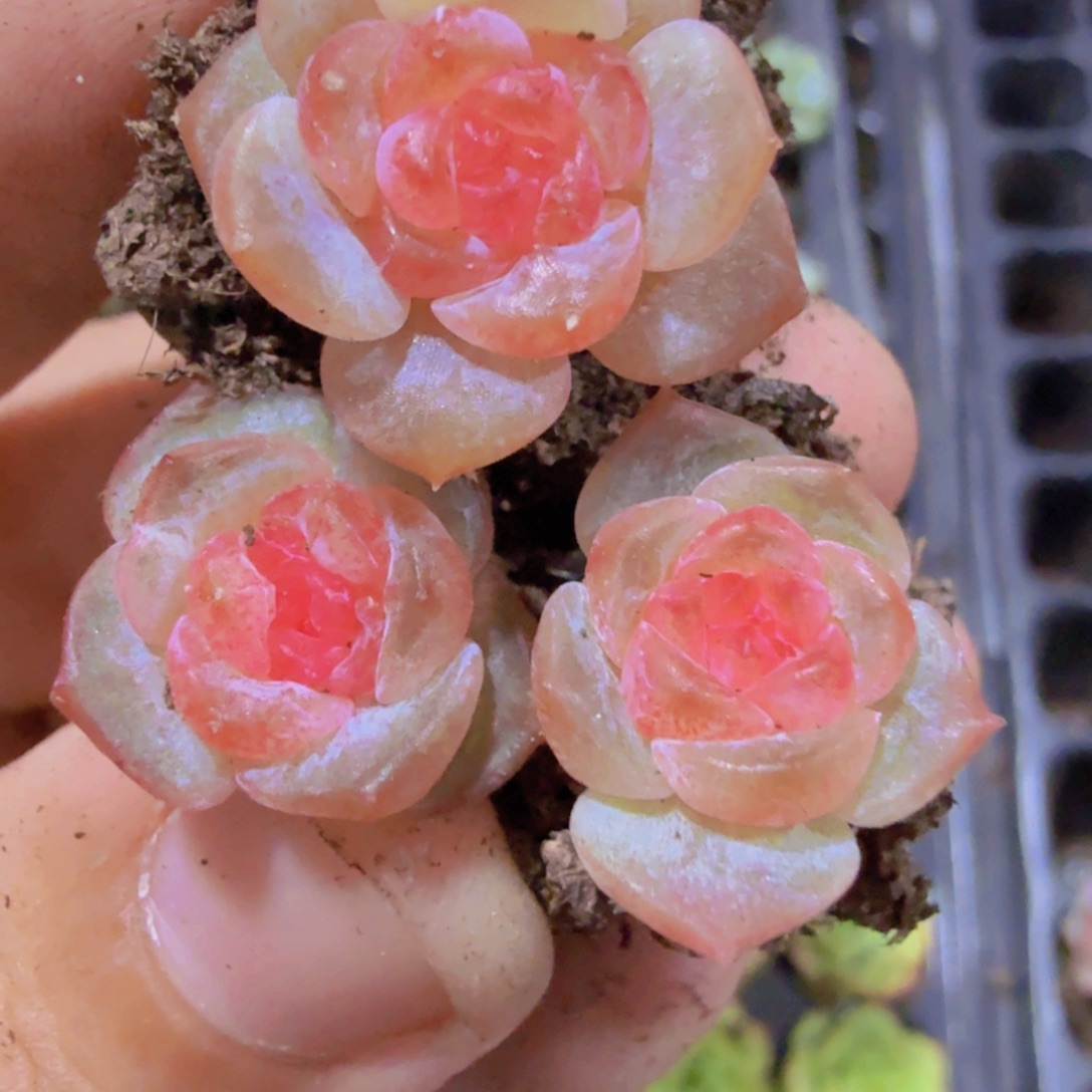 玉琉璃珍妮穴盘五颗一组（很小很小