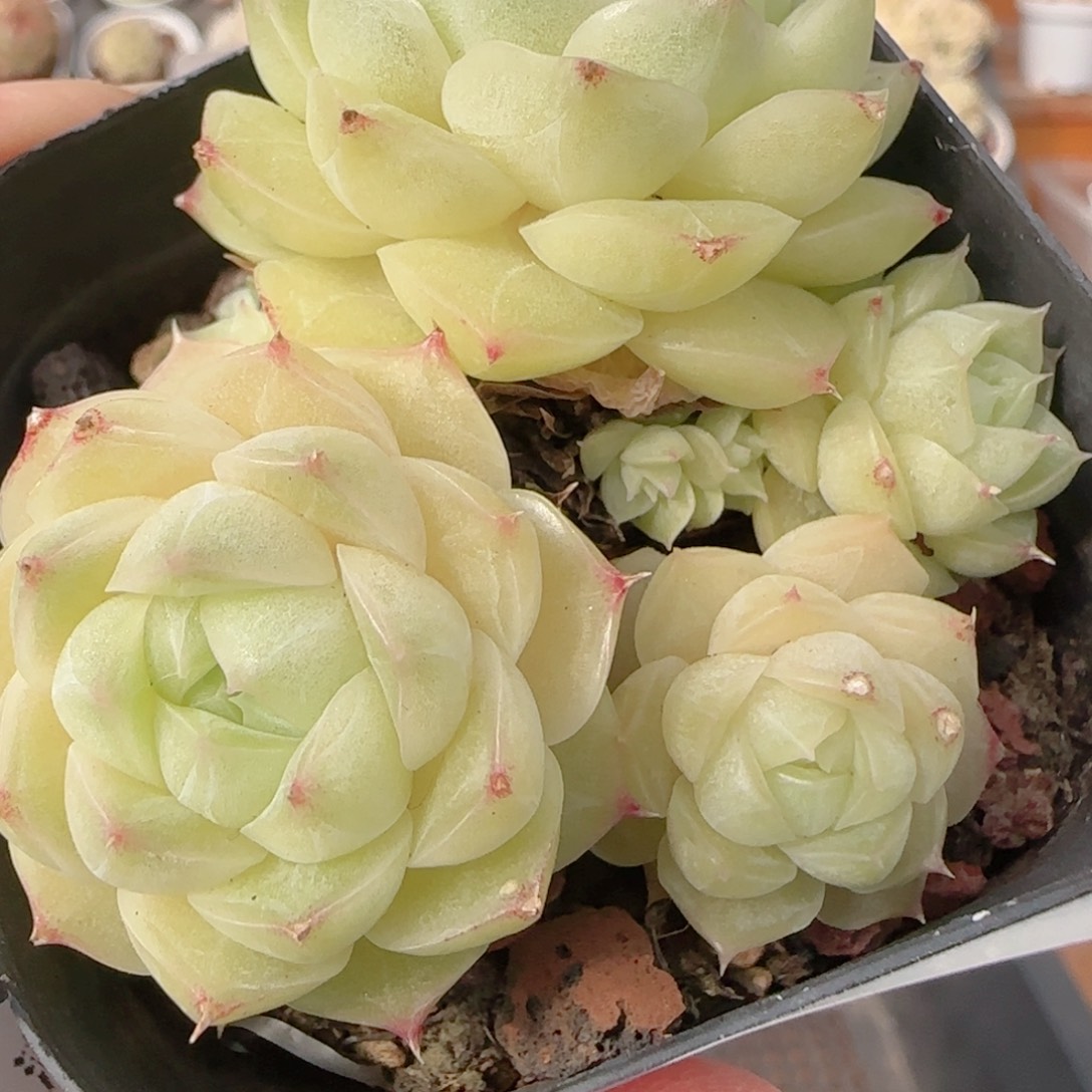 花语多肉1231-154散开播福利