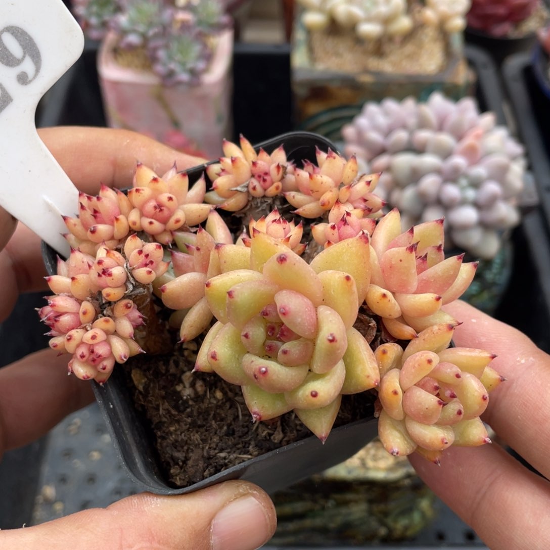 0329玛利亚不带盆9厘米