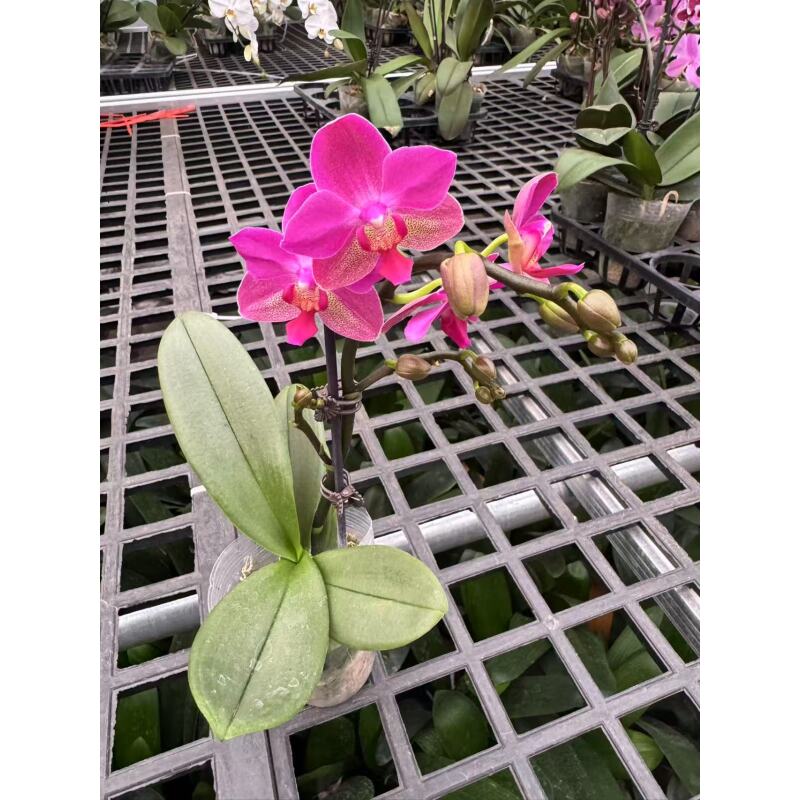 蝴蝶兰[春满园]昆明直发