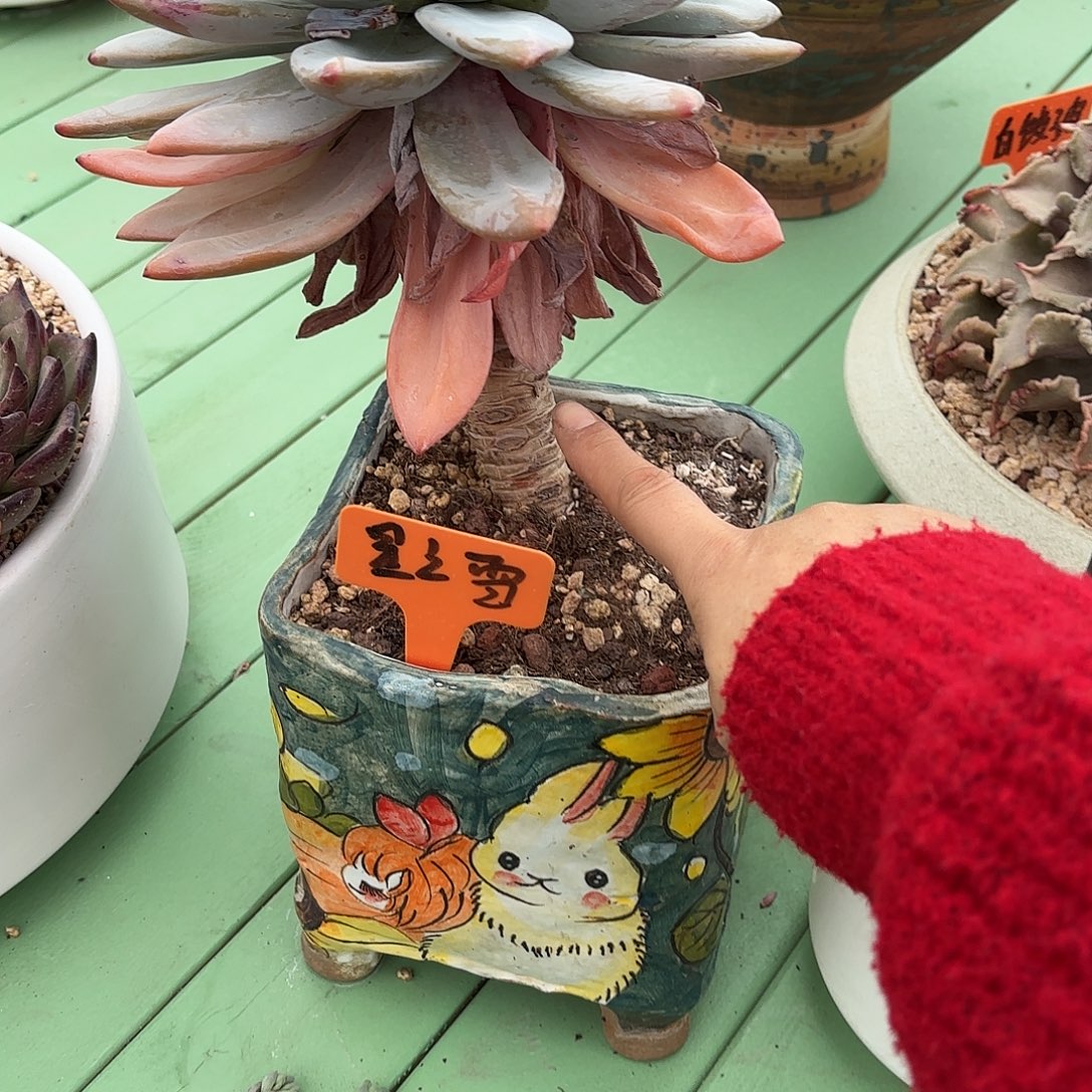 多肉植物啦啦啦啦啦