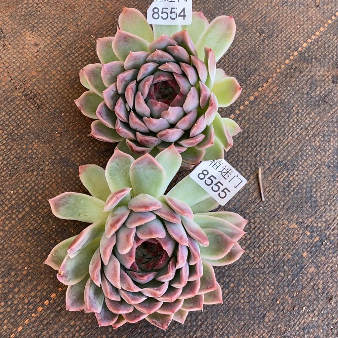 白***天瑕疵不售后~8554~8555