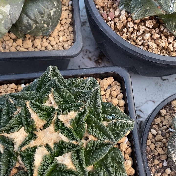 6号自根辛盾9.5公分