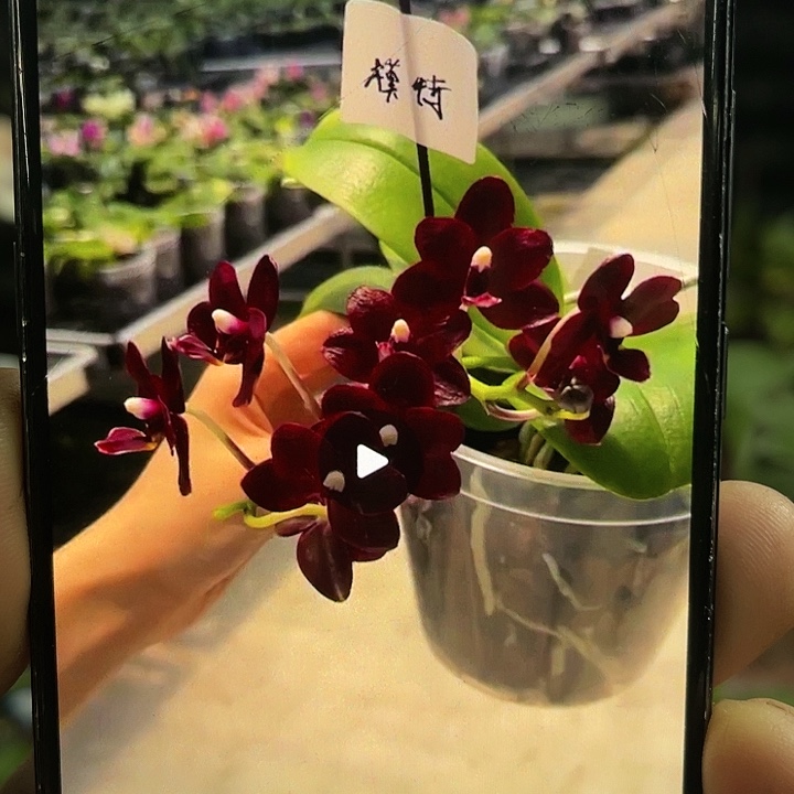 当前无花栽培后可以开花黑莓