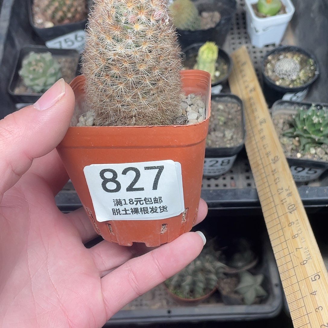 827红刺嘉文（满18包邮）