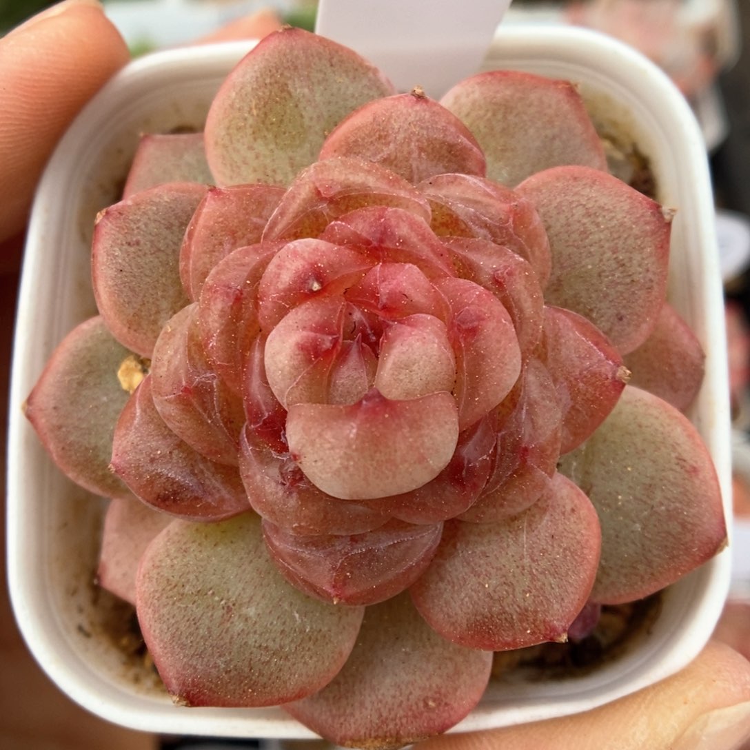 新品甜心可拍371号。 