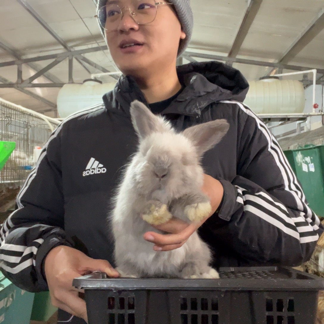 莓***恼双血统英系安哥拉兔