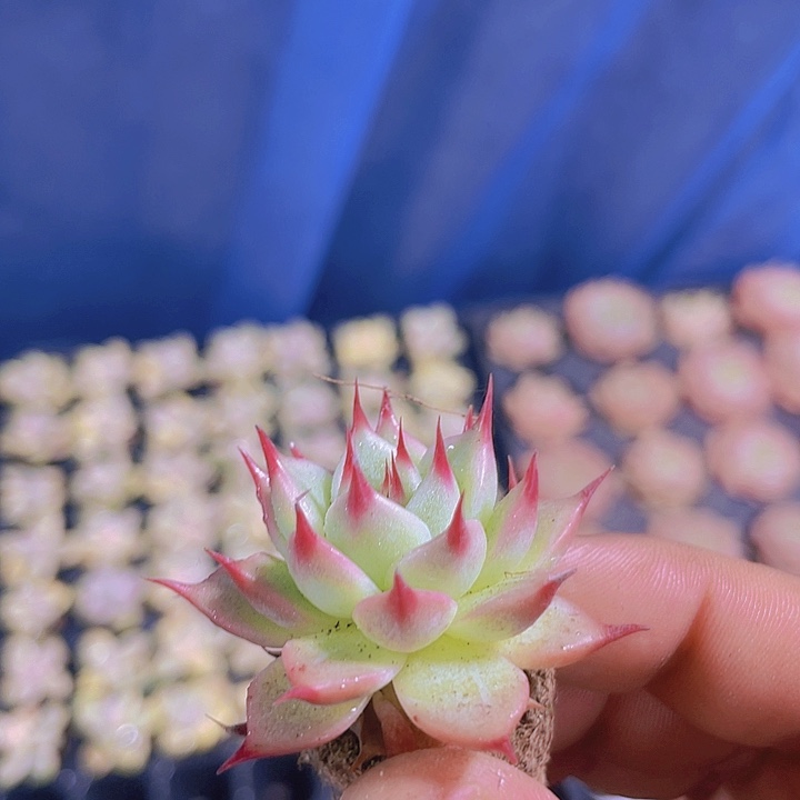 托斯拉内利【满10颗包邮】