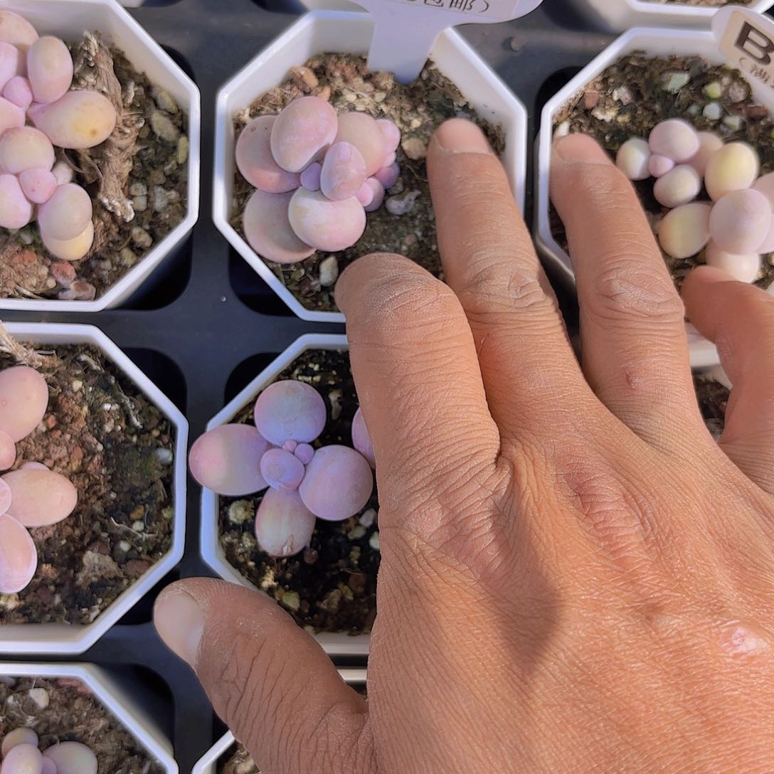 D884奶酪一物一拍