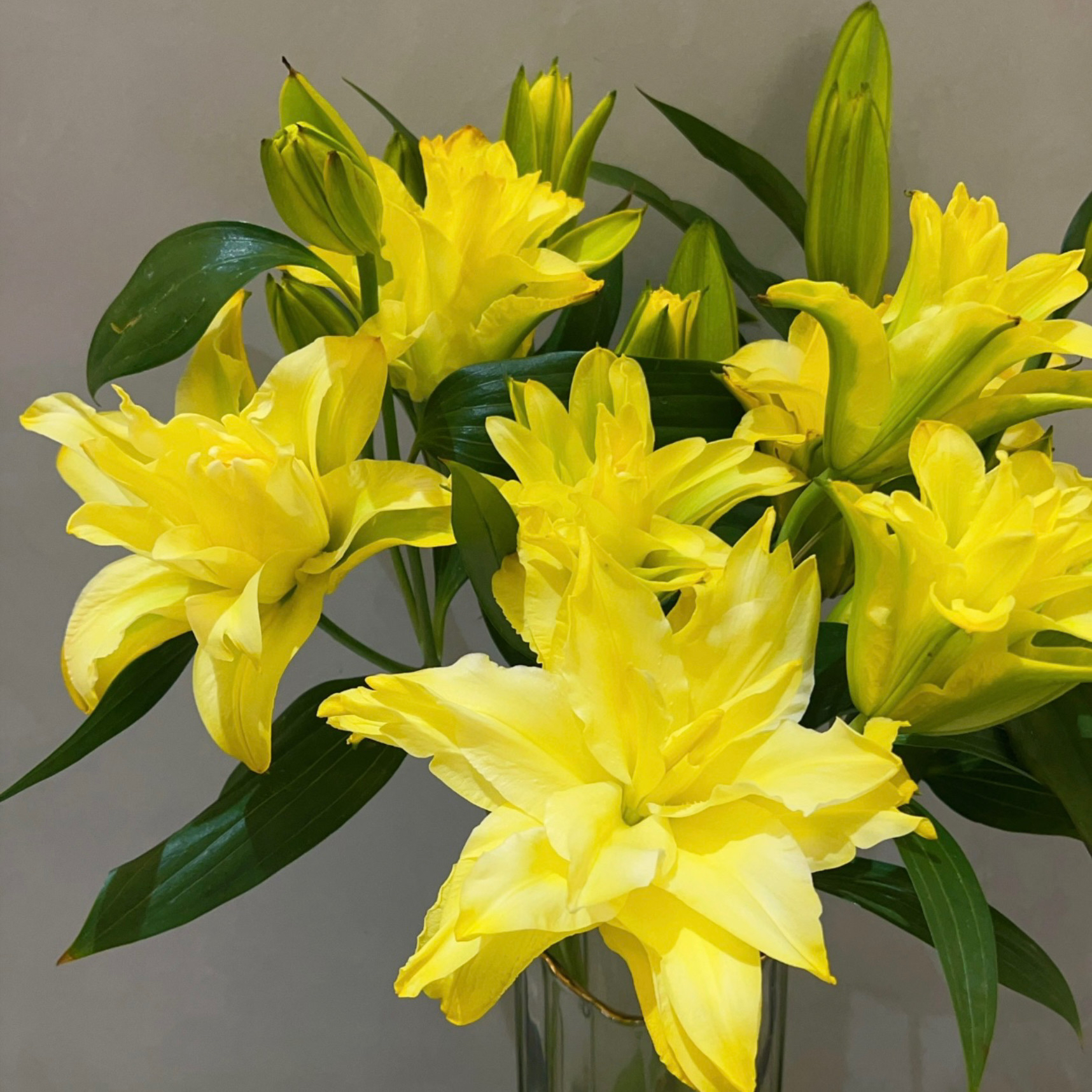 【梦想家】22/24周长耐寒好养重瓣香水百合种球阳台庭院种