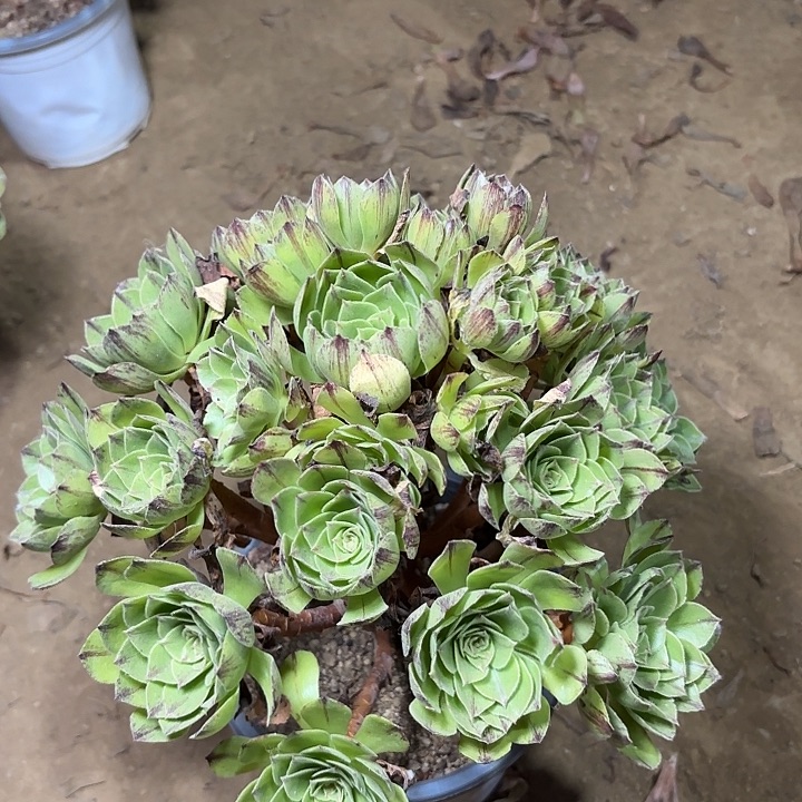 多肉植物法师绿魔3